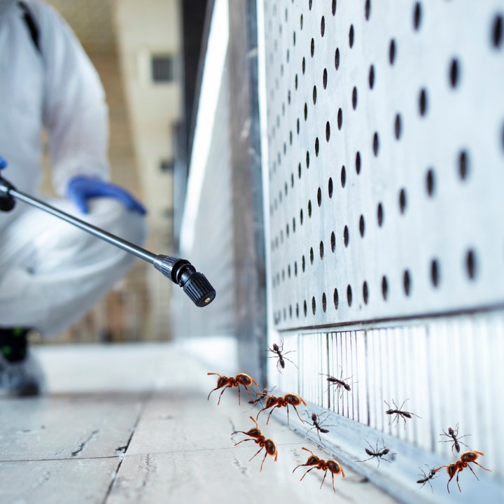 Ant Pest Control services