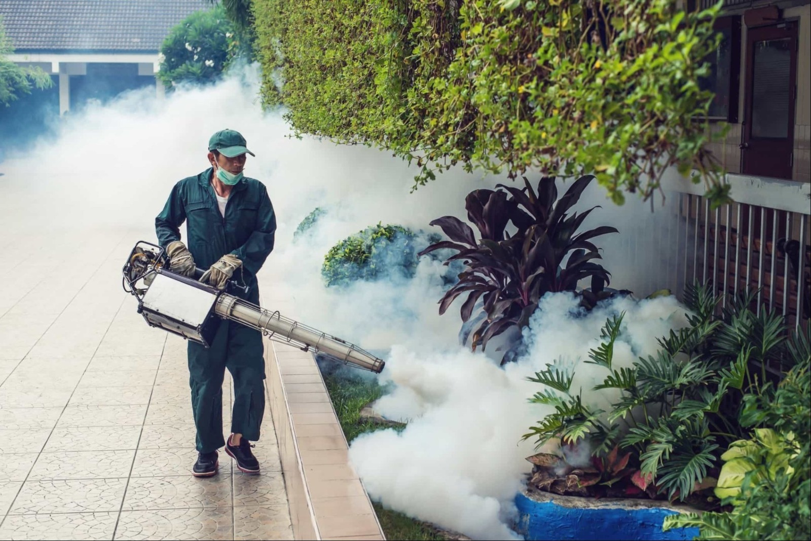 Mosquito Pest Control services